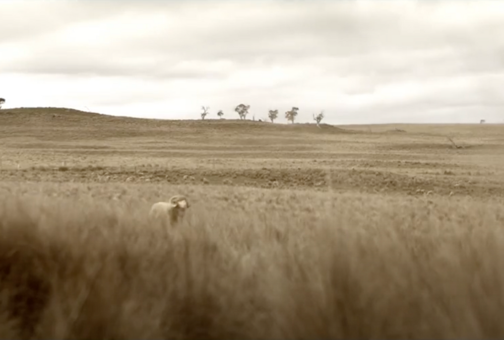 Sheep on plain